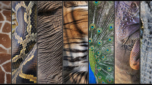 Another Extraordinary Animal: Children's Books about the Animal Kingdom