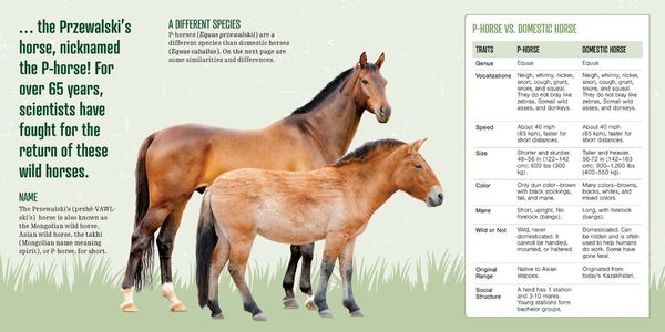 NOT Extinct: The Prezewalski's Horse Returns from Extinct in the Wild