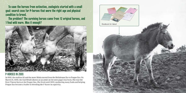 NOT Extinct: The Prezewalski's Horse Returns from Extinct in the Wild