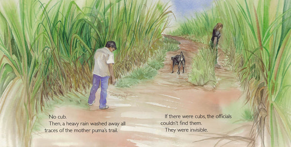 Abayomi, the Brazilian Puma, Another Extraordinary Animal, nonfiction STEM picture book, ages 7-12. An orphaned puma cub sruvives.