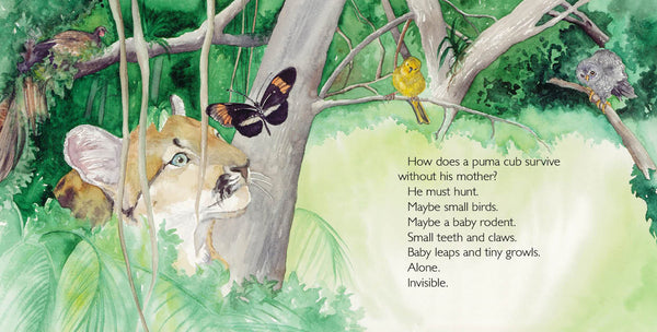Abayomi, the Brazilian Puma, Another Extraordinary Animal, nonfiction STEM picture book, ages 7-12. An orphaned puma cub sruvives.