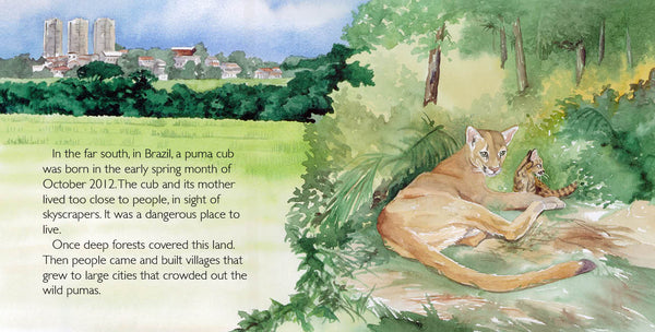 Abayomi, the Brazilian Puma, Another Extraordinary Animal, nonfiction STEM picture book, ages 7-12. An orphaned puma cub sruvives.