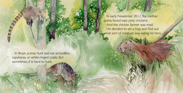 Abayomi, the Brazilian Puma, Another Extraordinary Animal, nonfiction STEM picture book, ages 7-12. An orphaned puma cub sruvives.
