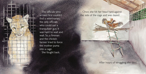 Abayomi, the Brazilian Puma, Another Extraordinary Animal, nonfiction STEM picture book, ages 7-12. An orphaned puma cub sruvives.