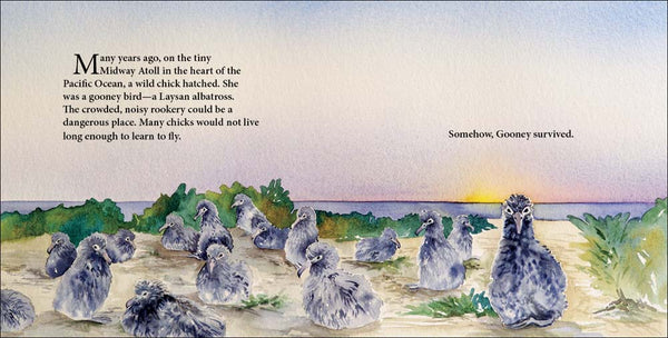 Wisdom, the Midway Albatross, Another Extraordinary Animal series of nonfiction STEM picture books by Darcy Pattison, ages 7-12.