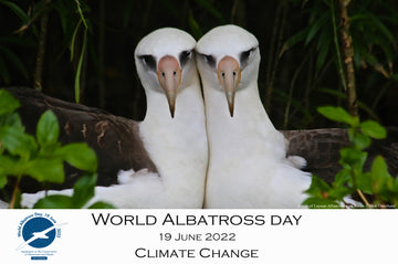Let's Celebrate World Albatross Day!
