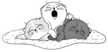 Meow! Meet the Video Cats!