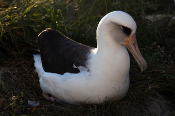 How Old is the Oldest Known Wild Bird in the World?