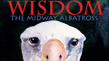 Wisdom the Midway Albatross Flies In!