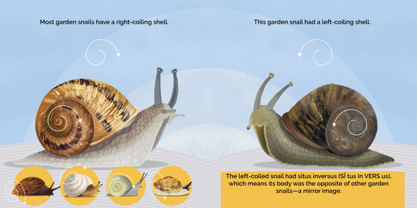 PREORDER: Jeremy, the English Garden Snail